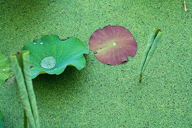 大逃杀《吃豆人 无尽地道争豆》5月9日发行 支持64人